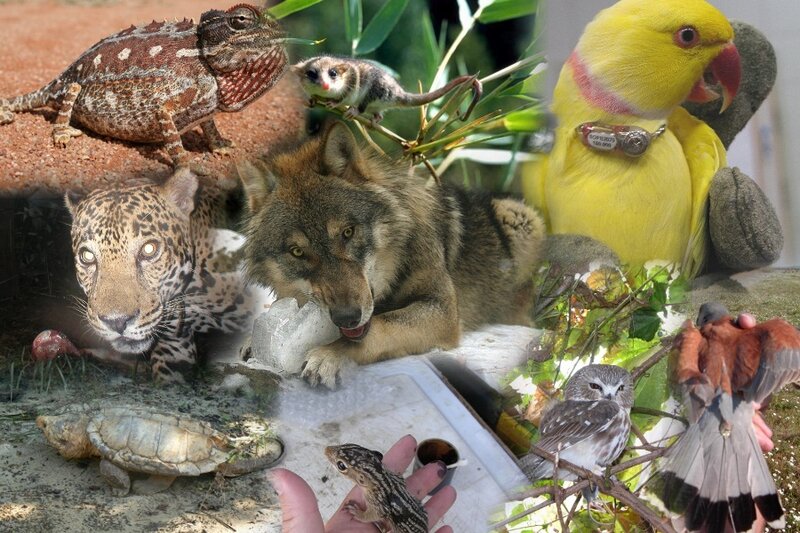 Collage of Various Animals — Yellow