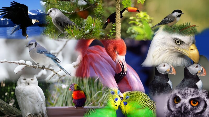 Collage of various birds