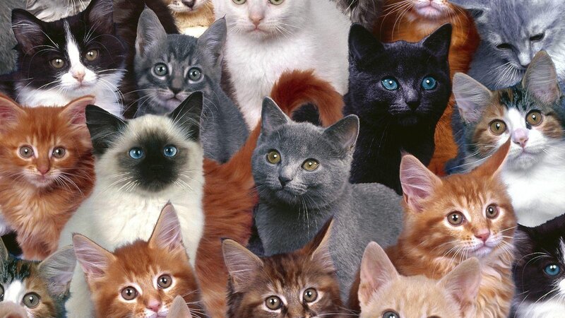 Collage of Various Cat Breeds