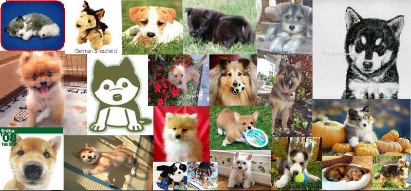 Collage of various dog breeds