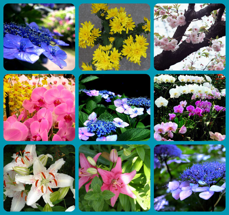 Collage of Various Flowers — Blue