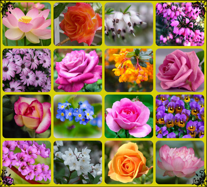 Collage of Various Flowers — Pink