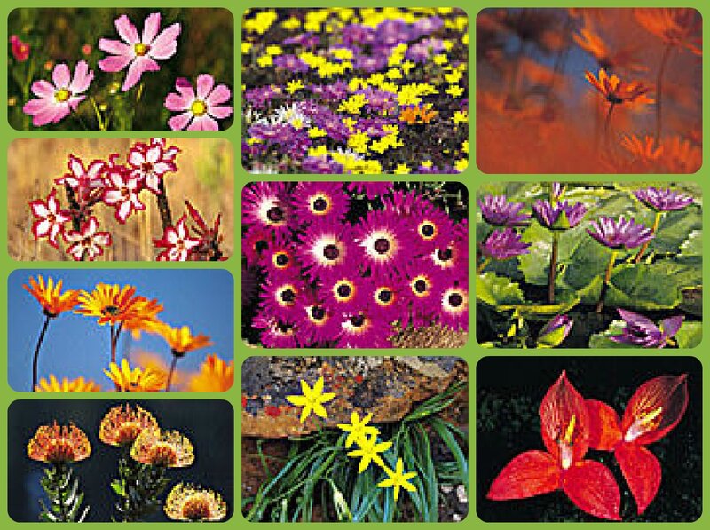 Collage of Various Flowers — Purple