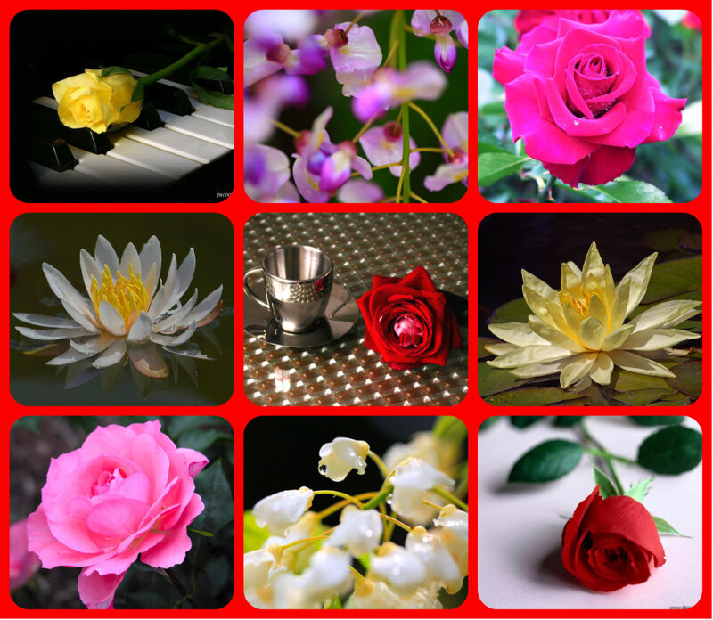 Collage of Various Flowers — Red