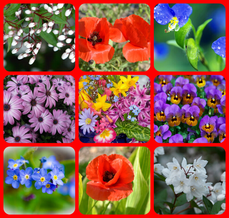 Collage of Various Flowers — Red, Vibrant