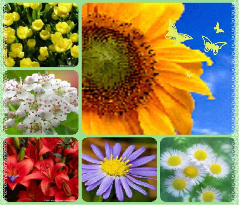 Collage of Various Flowers — Yellow