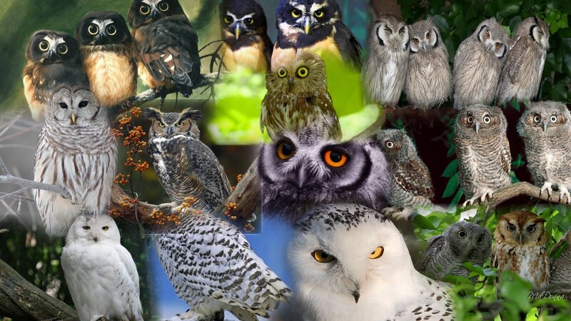 Collage of various owl species
