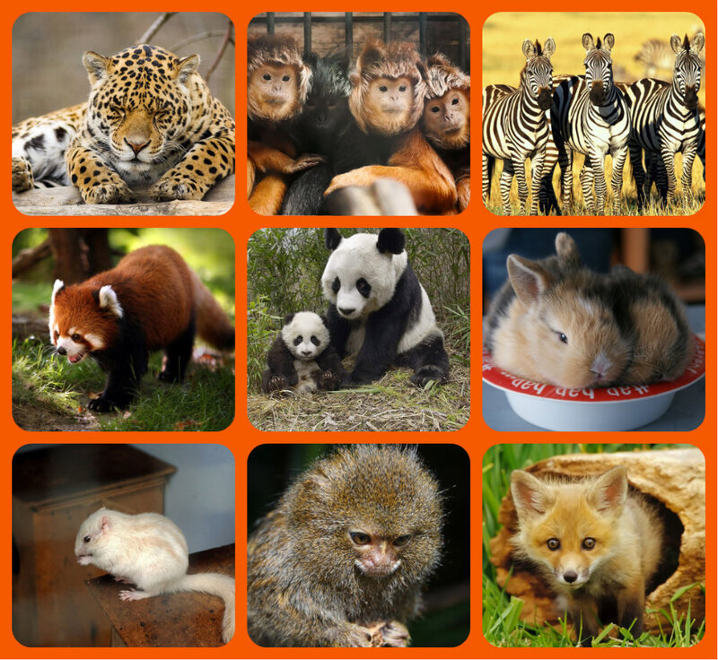 Collage of Wild Animals — Orange