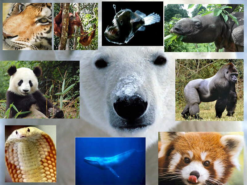Collage of Wild Animals