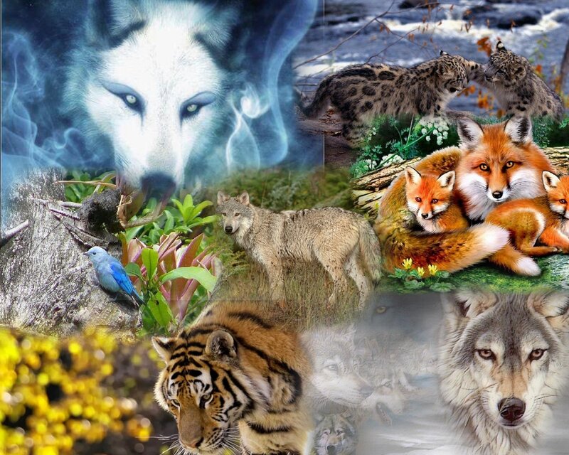 Collage of Wild Animals — White