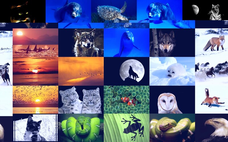 Collage of Wildlife Photos