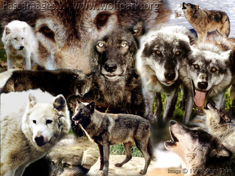 Collage of Wolves — Gray
