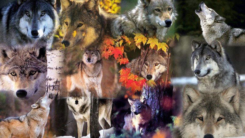 Collage of Wolves