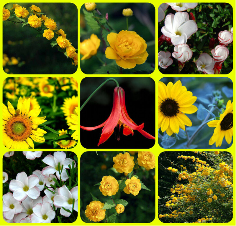 Collage of Yellow Flowers