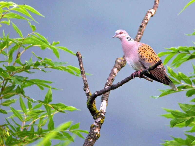 Collared Dove on Branch