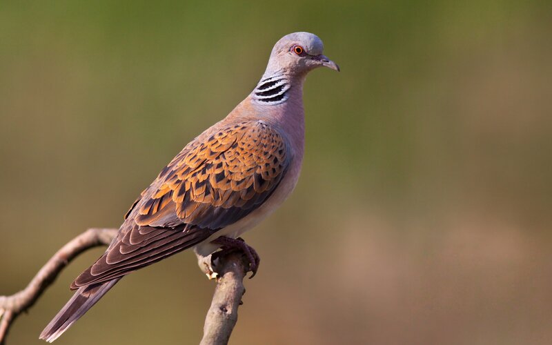 Collared Dove Perched — Brown, Calm