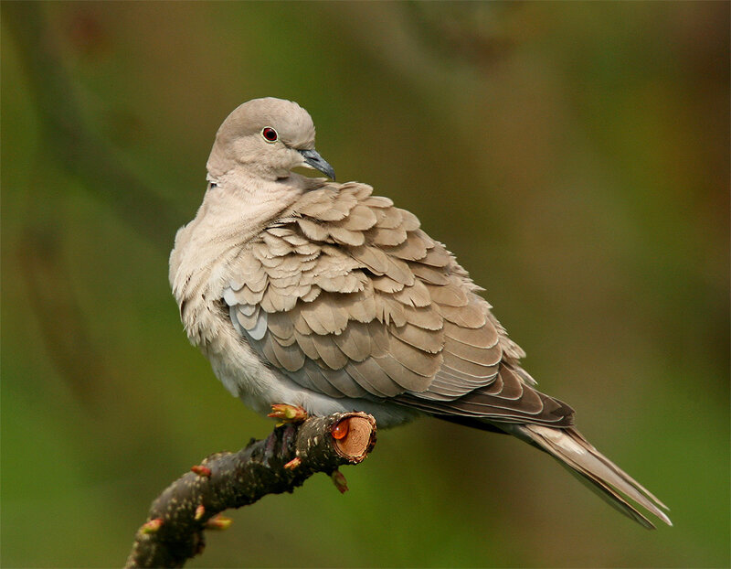 Collared Dove Perched — Brown