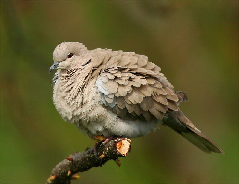 Collared Dove Perched