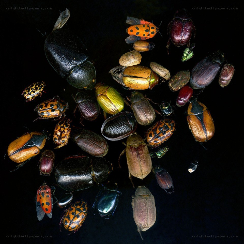 collection of beetles