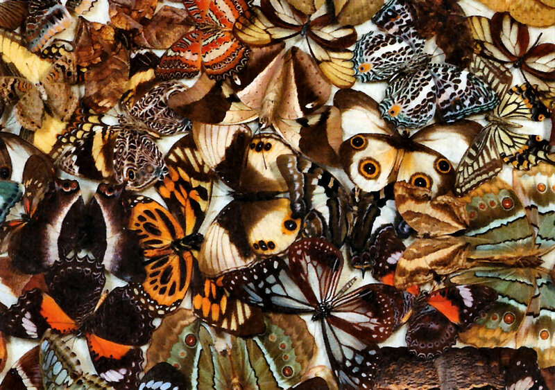 Collection of Butterflies