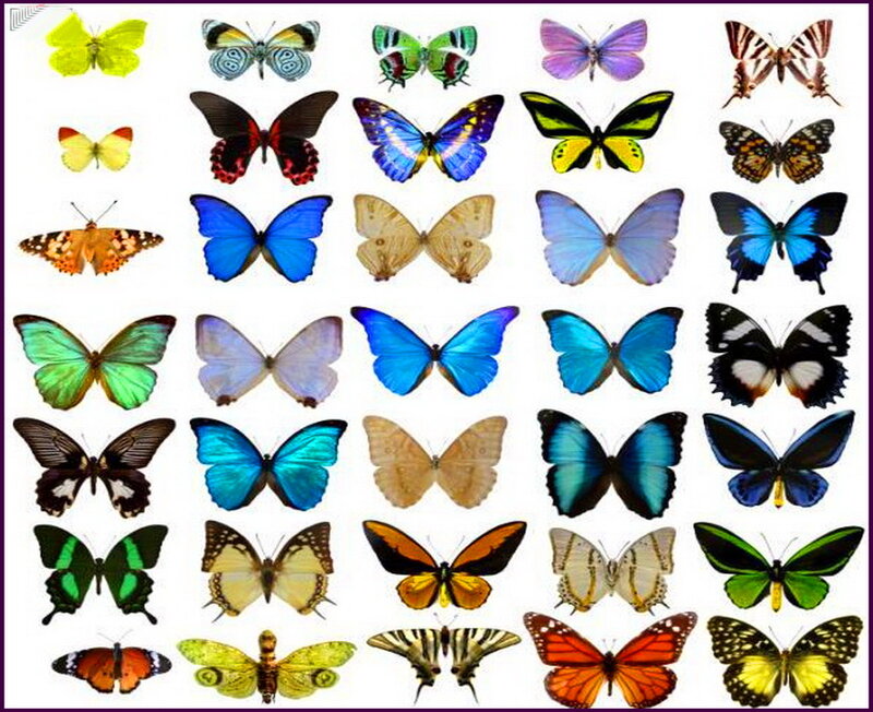 Collection of Butterfly Species — Blue