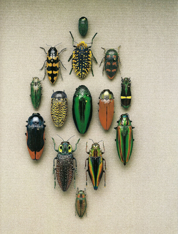 Collection of colorful beetles