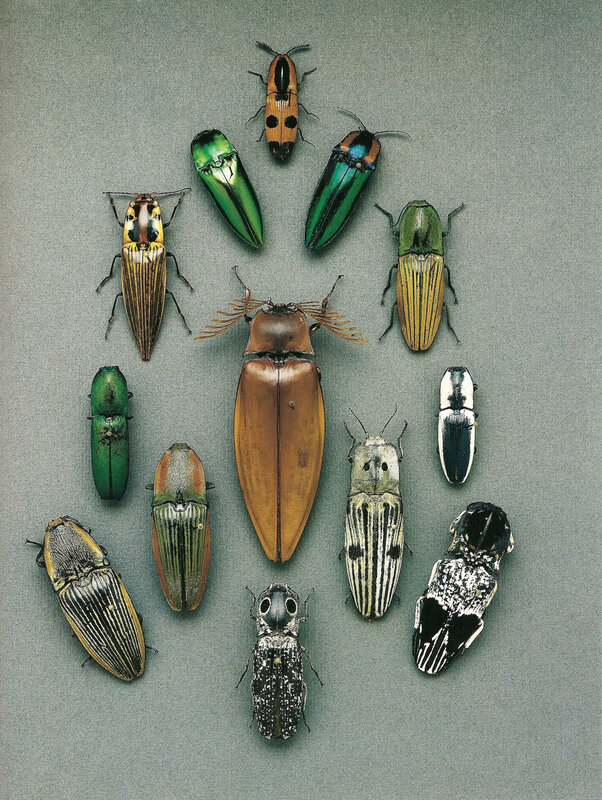 collection of colorful beetles