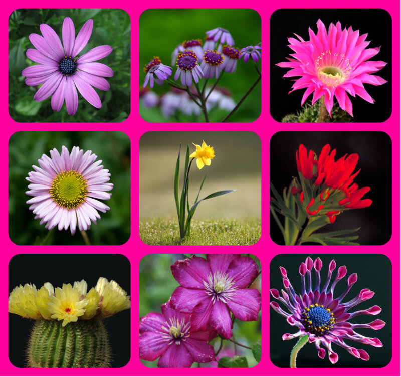 Collection of Nine Flowers