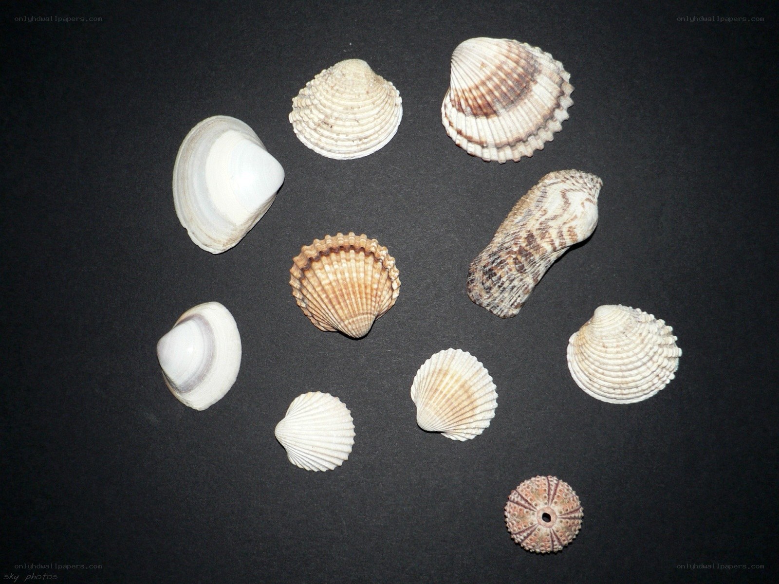 collection of seashells