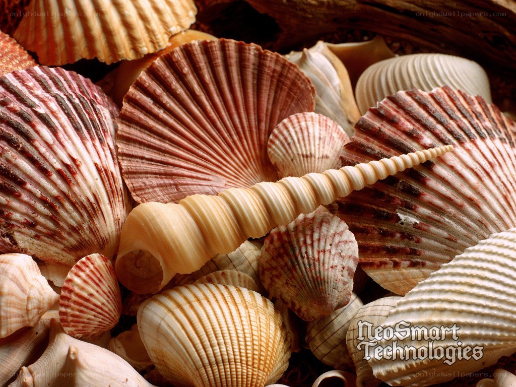 collection of seashells