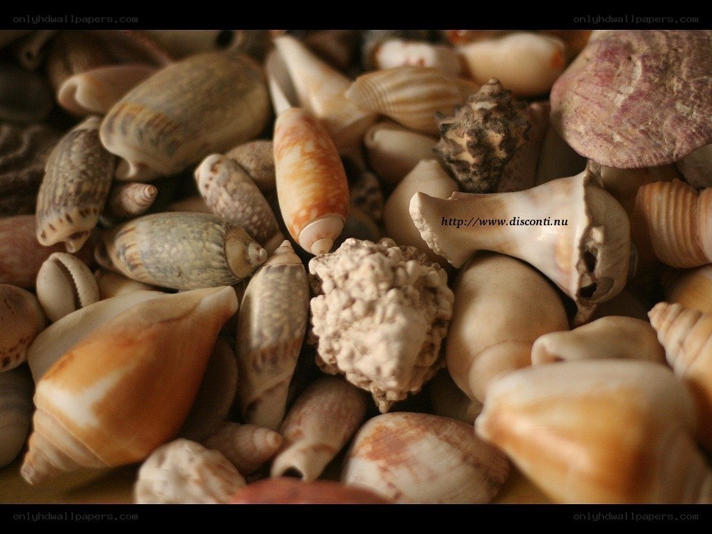 collection of seashells