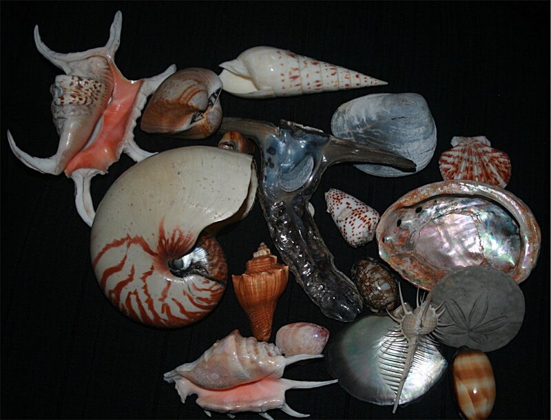 collection of seashells