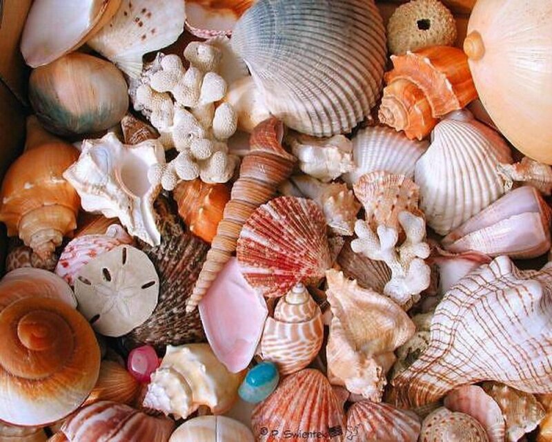 collection of seashells and coral