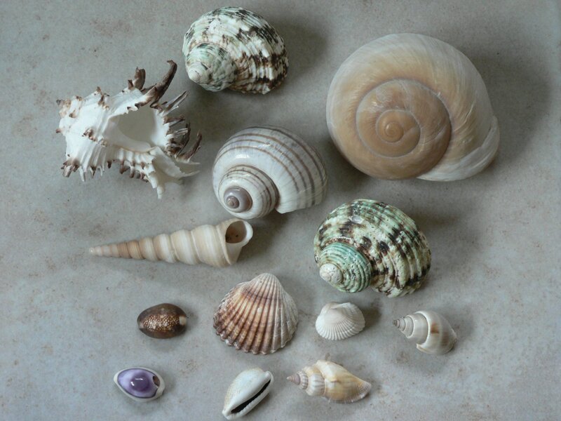 Collection of Seashells — Beige