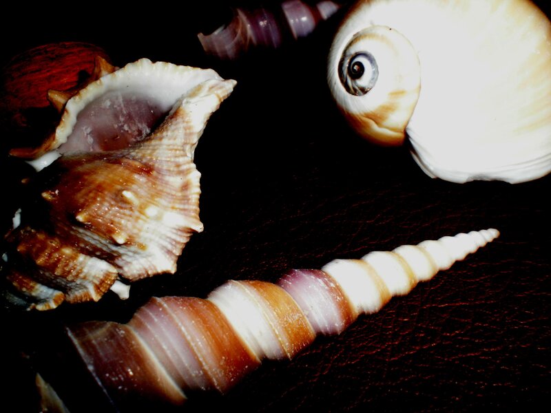 Collection of Seashells — Brown