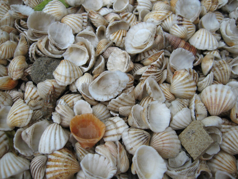 Collection of Seashells — White, Natural