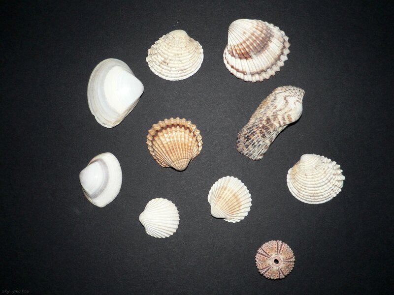 Collection of Seashells — White, Neutral