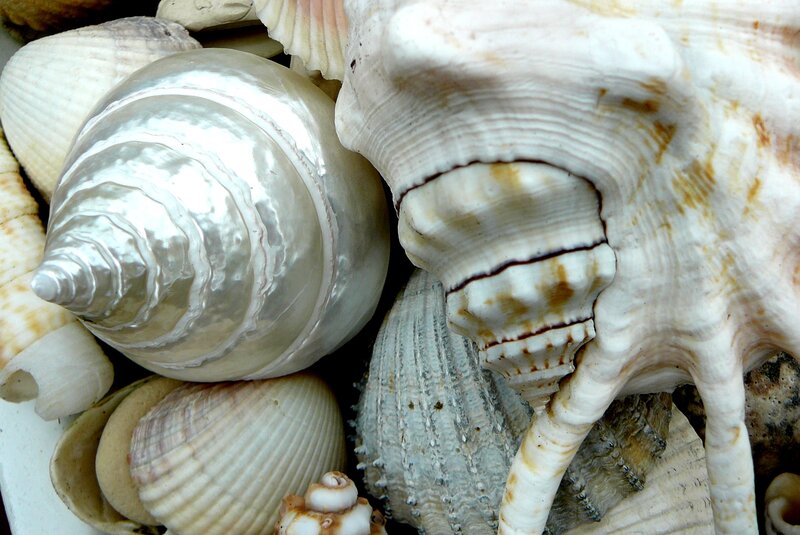Collection of Seashells — White