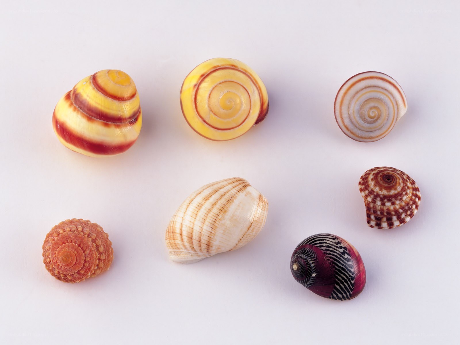 collection of seashells