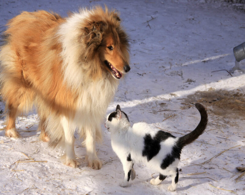 Collie Dog and Cat