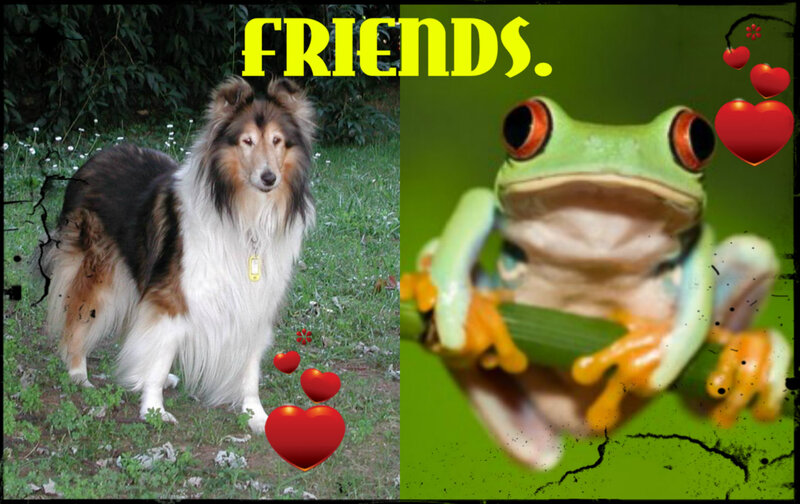 Collie Dog and Frog