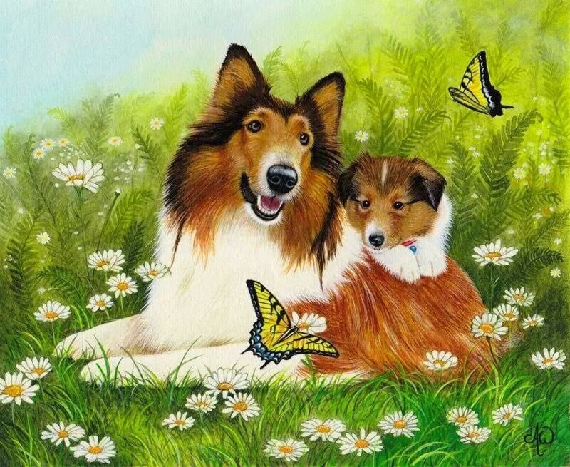 Collie Dog and Puppy