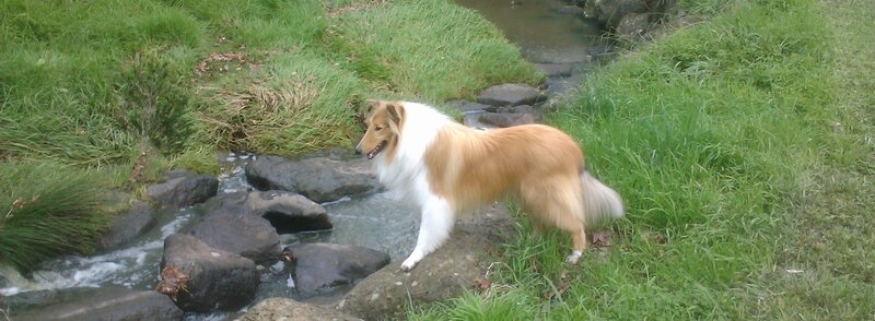 Collie Dog by Stream
