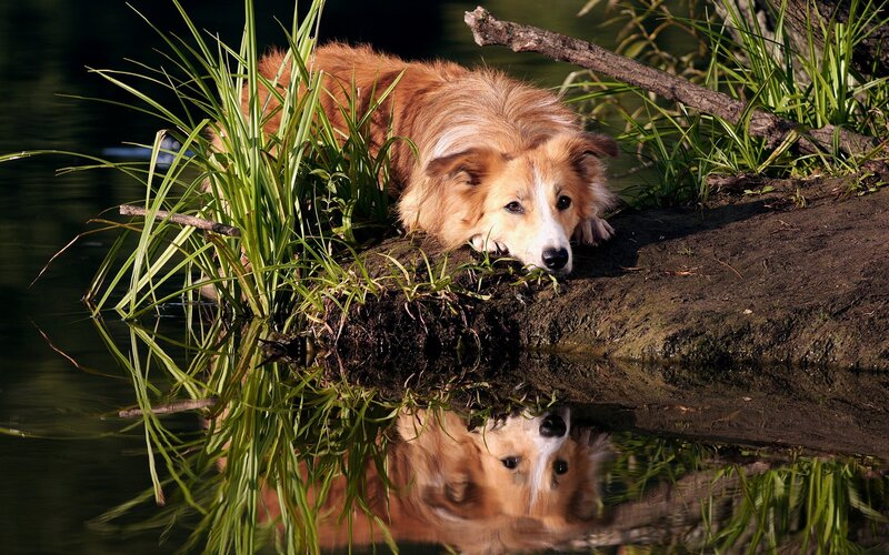 Collie Dog by Water