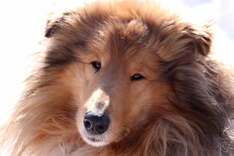 Collie Dog Face