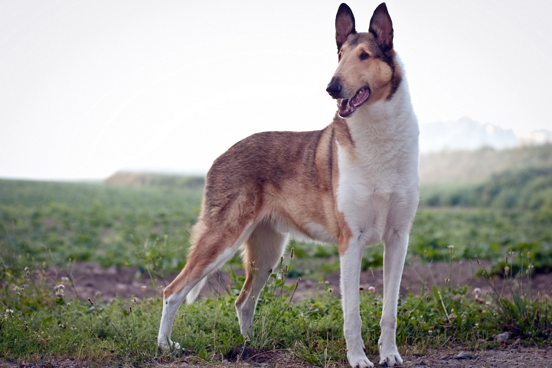 Collie dog in a field