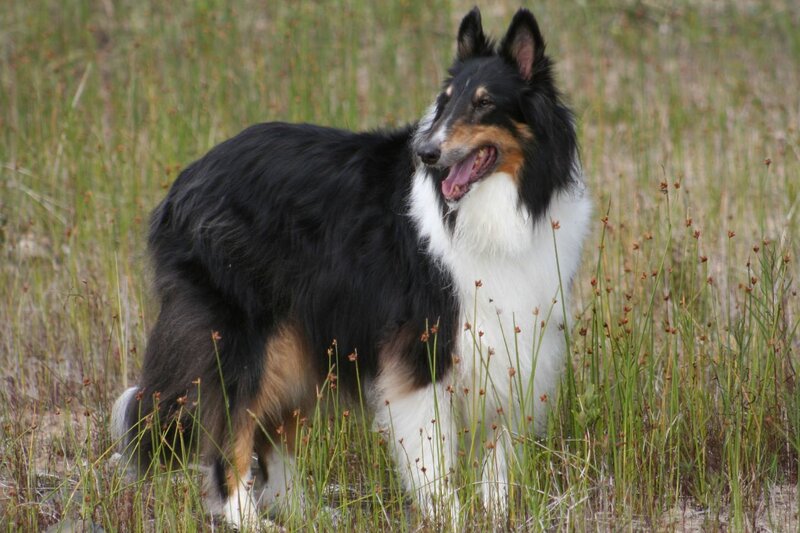Collie dog in a field