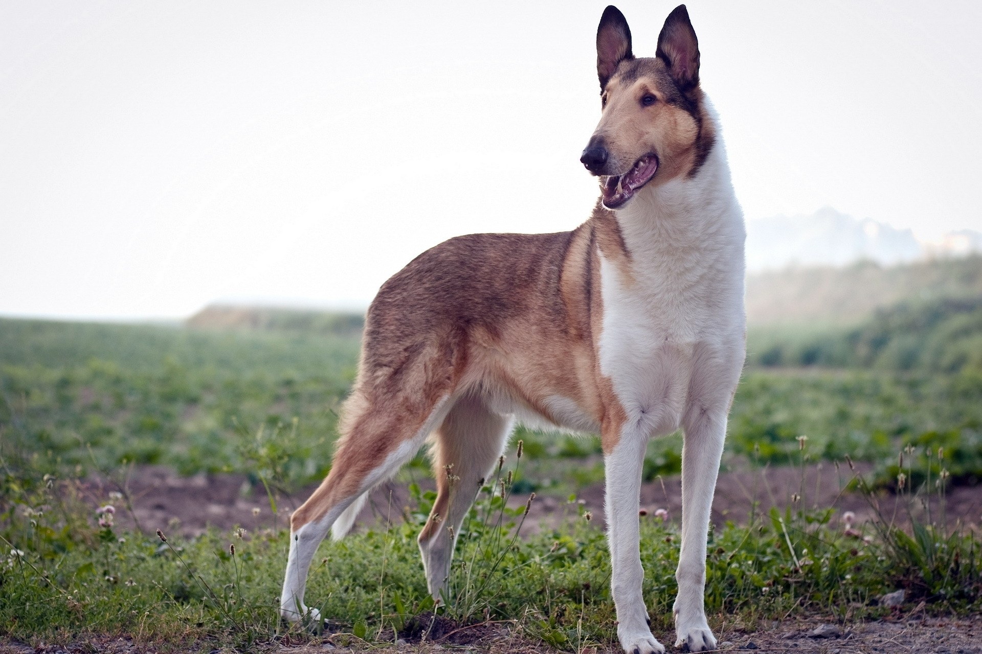 Collie dog in a field
