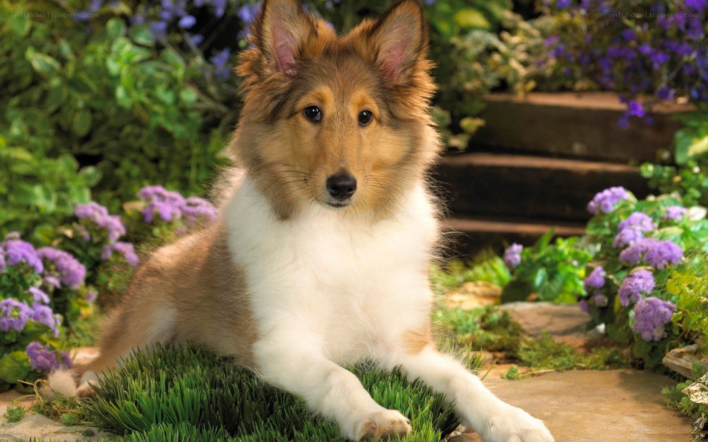 Collie dog in a garden