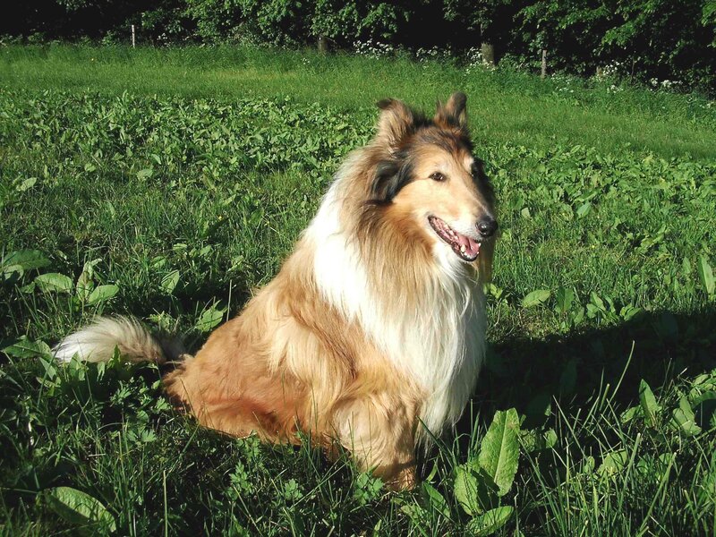 Collie dog in a grassy field